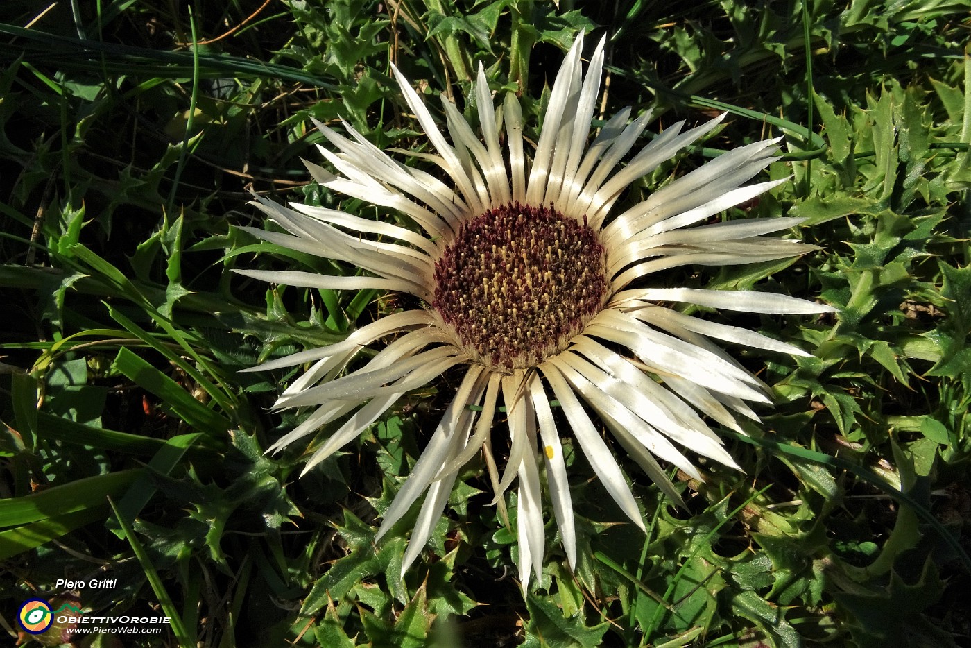 15 Carlina bianca (Carlina acaulis).JPG